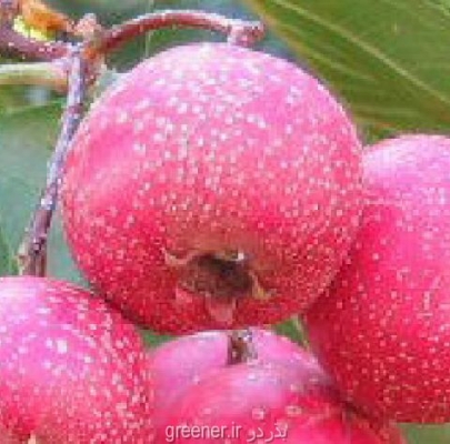 بذر زالزالک چینی crataegus pinnatifida