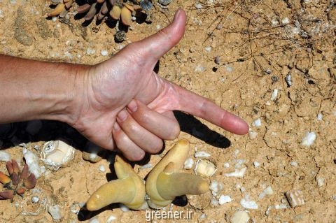 بذر کاکتوس انگشت dactylopsis digitata