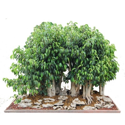 بذر درختچه جینسینگ ginseng ficus