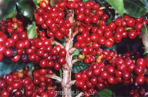 نهال درخت قهوه ARABICA COFFEE Plant