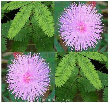 بذر گل قهر و آشتی  Mimosa pudica