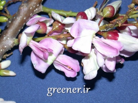 بذر درخت مرگ موش   Gliricida maculata