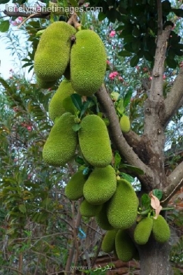 بذر درخت jackfruit