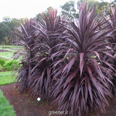 giant purple dracaena