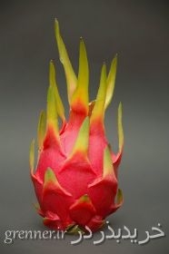 بذرمیوه اژدهای قرمزوسفید dragon fruit