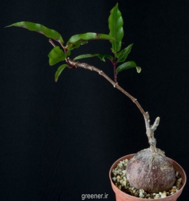 گیاه  پیچ پتوپنتیا ناتالنسیس Petopentia natalensis