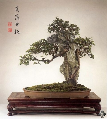 بسته 100 عددی بذر بونسای نارون چینی Ulmus parvifolia