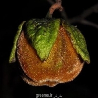 بذر سیب پشمالو Diospyros villosa
