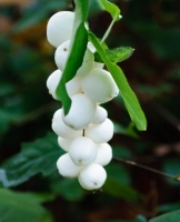 بذر مروارید سفید درختی snow berry