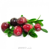 بذر کرنبری cranberry