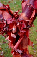 بذر افرای پوست کاغذی  paperbark maple