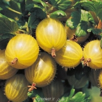 بذر درختچه انگور فرنگی gooseberry