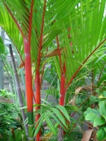بذر نخل موم سرخ  red sealing wax palm
