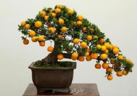 بذر نارنگی زینتی کالاموندین calamondin orange