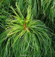 بذر درخت کاج کره ای Korean pine