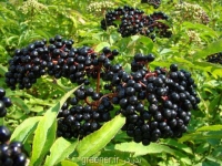 بذر آقطی elderberry