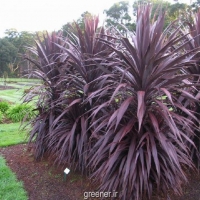 بذر دراسینای بنفش بزرگ giant purple dracaena
