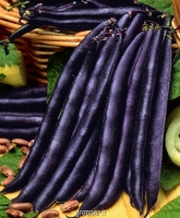 بذر لوبیا سبز بنفش purple queen bean