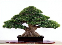 بذر درخت انجیر هندی Ficus benghalensis