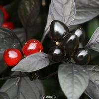 بذر فلفل مروارید سیاه Black Pearl pepper