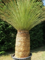 بذر ساکولنت علف مکزیکی Dasylirion longisissimum