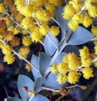 بذر آکاسیا برگ خنجری Acacia cultriformis