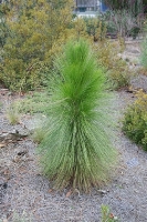 بذر کاج برگ دراز  Pinus palustris
