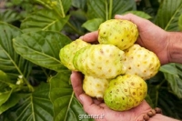 بذر توت هندی  indian mulberry