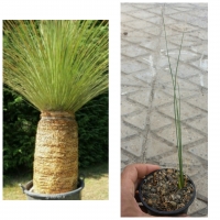 گیاه ساکولنت علف مکزیکی Dasylirion longisissimum