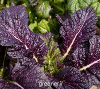 giant red mustard