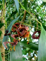 درخت آکاسیا برگ گوشی Acacia auriculiformis