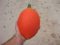 بذر ابرمیوه gac superfruit