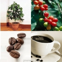 بذر درخت قهوه ARABICA COFFEE Plant