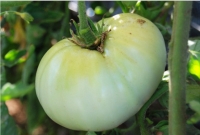 بذر گوجه فرنگی سفید whit tomato