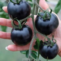 بذر گوجه فرنگی سیاه black tomato