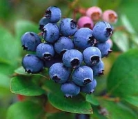 بذر بلوبری blueberry