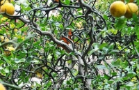 بذر نارنج اژدهای پرنده Trifoliate orange