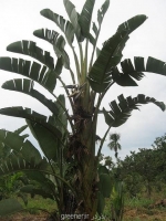 بذر درخت موز وحشی wild banana