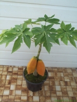 بذرپاپایا خربزه درختی papaya