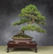بذر بونسای کاج سیاه ژاپنی Pinus thunbergii