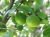 بذر سیب کای Dovyalis Caffra