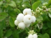 بذر مروارید سفید درختی snow berry