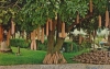 بذر درخت سوسیس kegilia africana