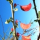 بذر درختچه برگ پروانه ای Adenolobus gariepensis