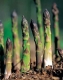 بذر مارچوبه درجه یک asparagus