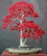 بذر افرا برگ قرمز ژاپنی japanese red maple