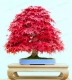 بذر افرا برگ قرمز ژاپنی japanese red maple