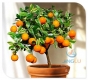 بذر نارنگی زینتی کالاموندین calamondin orange
