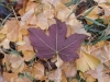 بذر افرای پشت برگ بنفش Purple Leaved Sycamore