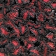 بذر گل حسن یوسف اژدهای سیاه  black dargon